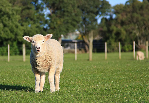 nz_sheep_baa nz_sheep_baa