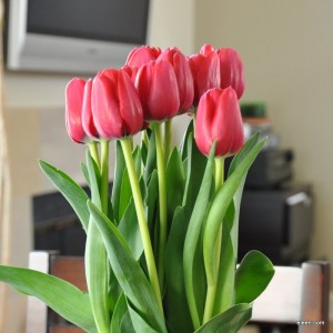 birthday tulips birthday tulips