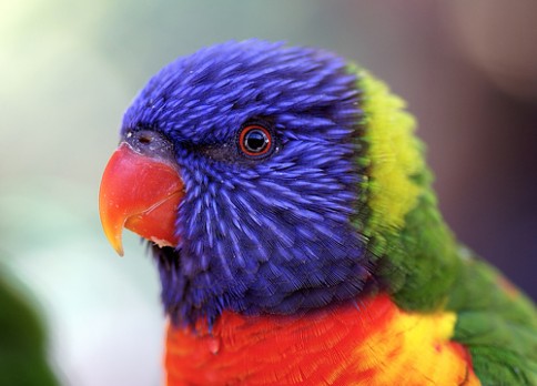 flickr_rainbowlorikeet image by mrclean1982